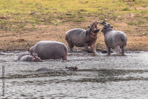 Hippopotamus group