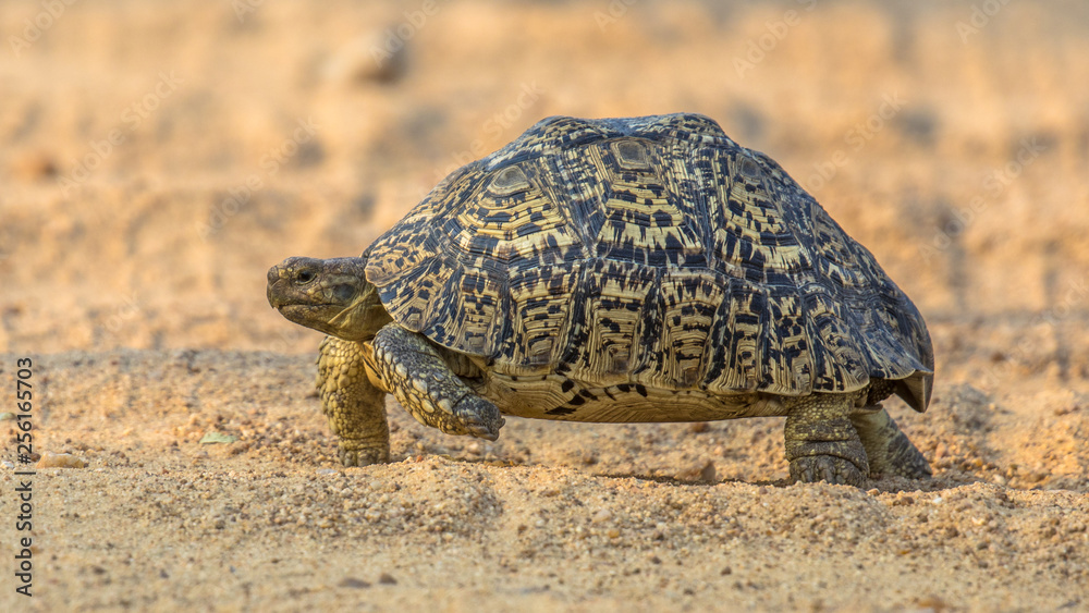 Leopard tortoise walking Leopard tortoise walking