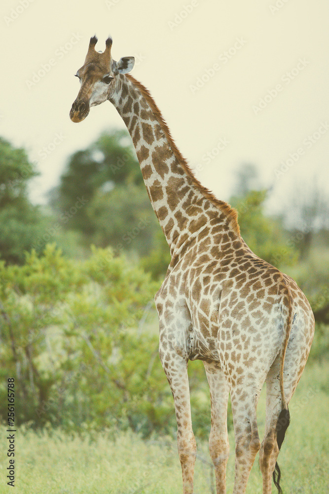 Giraffe standing in soft afternoon light