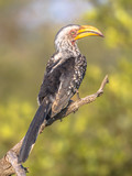 Southern yellow billed hornbill on branch