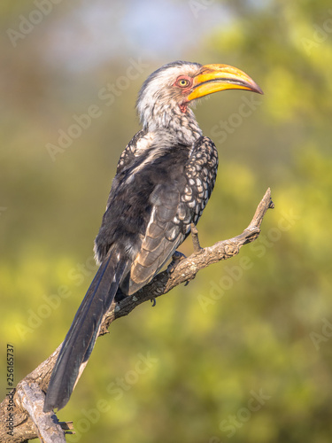 Southern yellow billed hornbill on branch photo