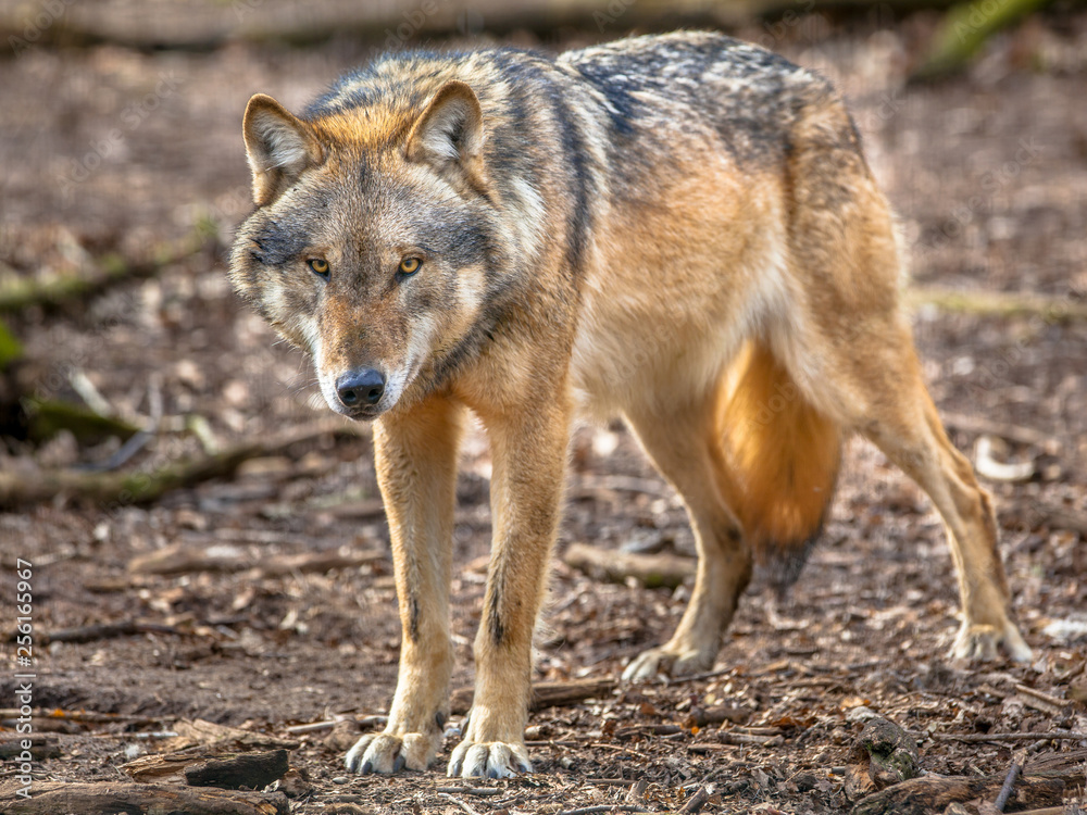 Frowning Grey Wolf standing Frowning Grey Wolf standing
