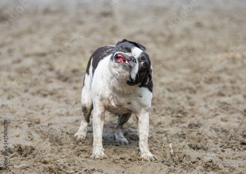 French bull mix boston terrier dog