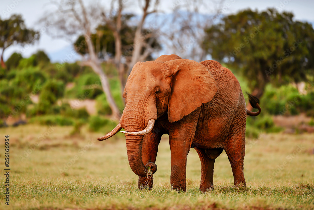 Fototapeta premium elephant