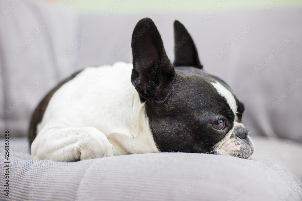 French bull mix boston terrier dog French bull mix boston terrier dog