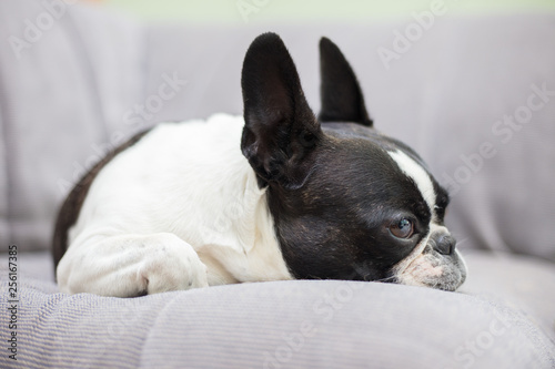 French bull mix boston terrier dog