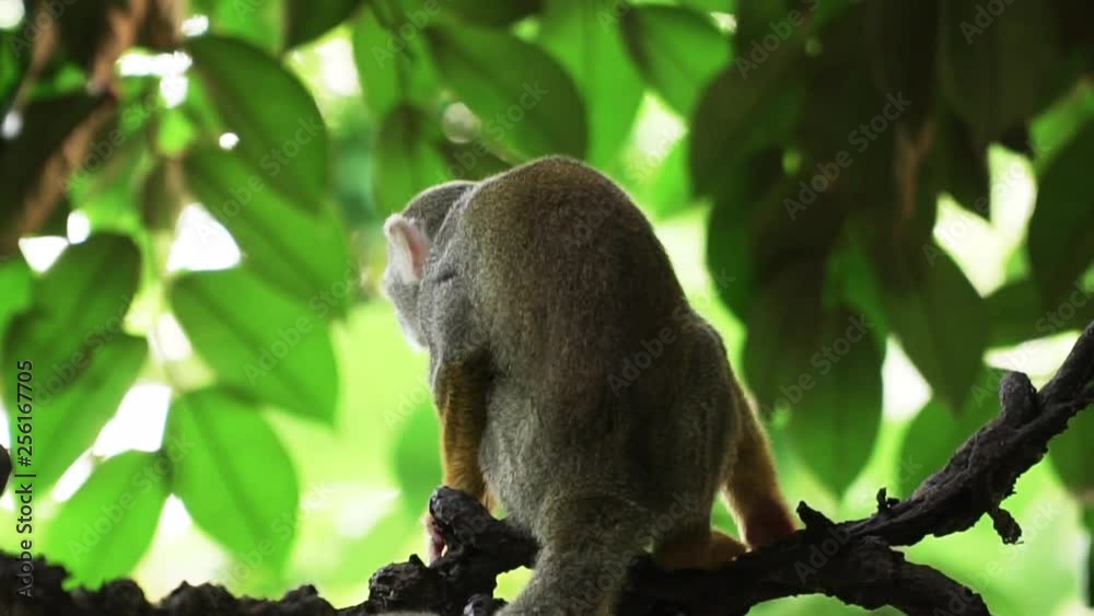 Little monkey chasing through the trees Little monkey chasing through the trees
