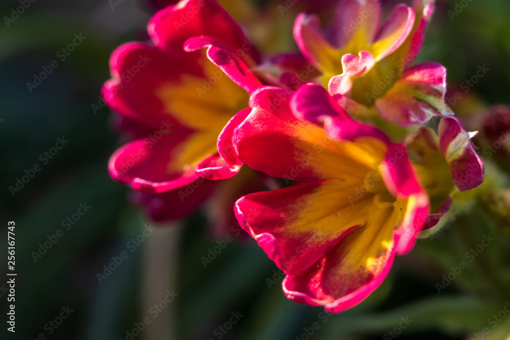 Primula or primrose primula vulgaris blossom. Beautiful red and yellow spring flowers.