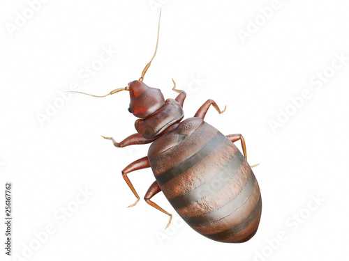 3d rendered medically accurate illustration of a bedbug photo