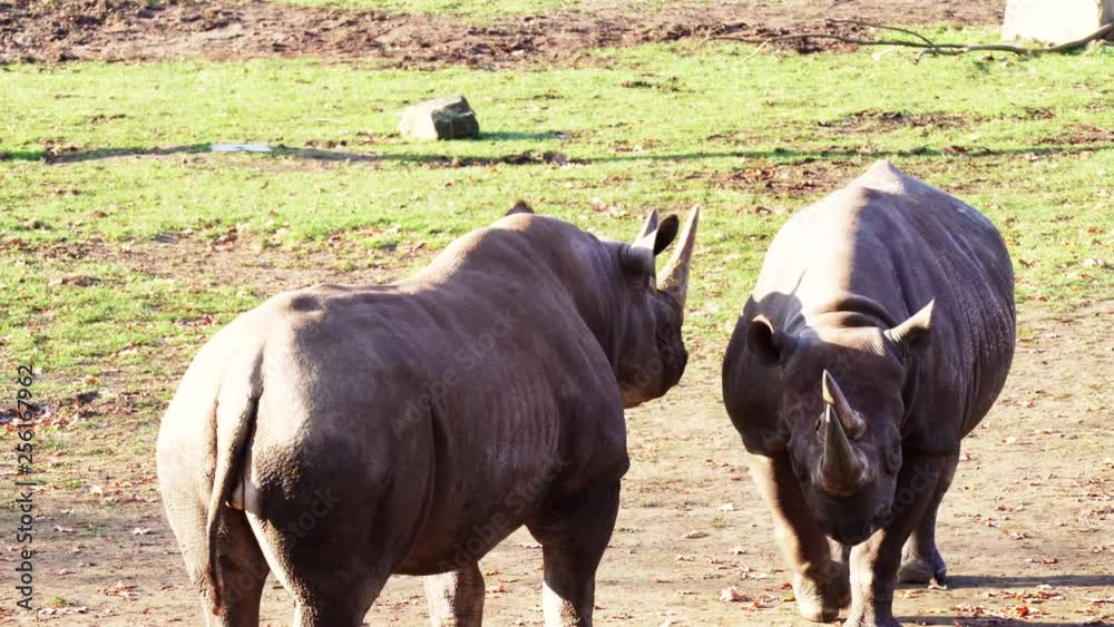 Rhino grazing and walking around Rhino grazing and walking around