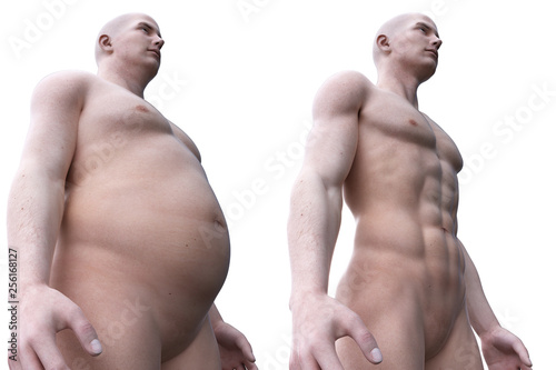 3d rendered medically accurate illustration of a comparision of a fit and obese male photo