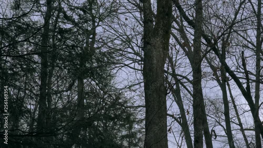 tree trunks of oak and pine trees looking up to tall leafless winter trees silhouetted against a cloudy sky tree trunks of oak and pine trees looking up to tall leafless winter trees silhouetted against a cloudy sky