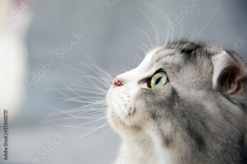 Canvastavla Scottish Fold cat