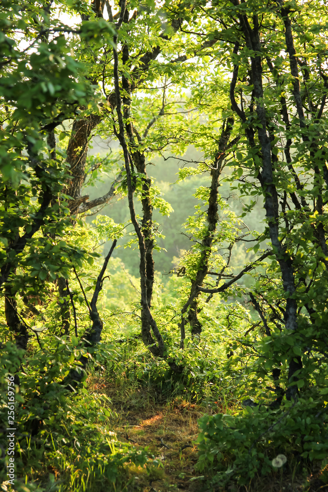 Trees in the forest in sunlight