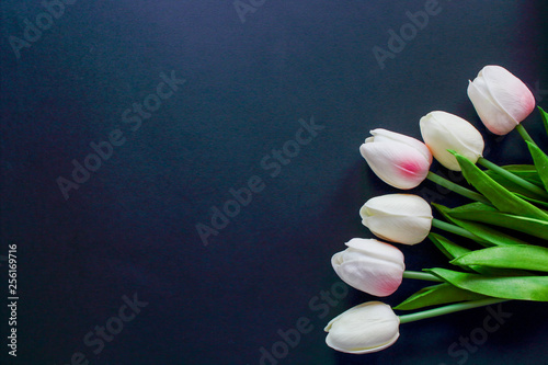 tulips on a black background