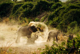 Asiatic elephant, Elephas maximus, Corbett national park, Uttarakhand, India.
