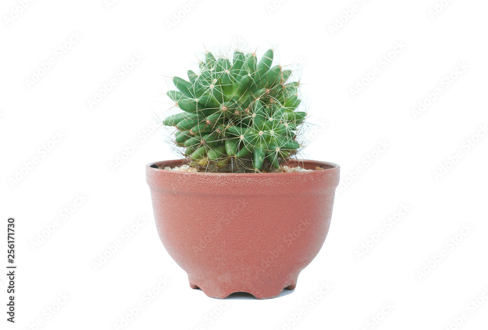 Small plant in pot, succulents or cactus isolated on white background