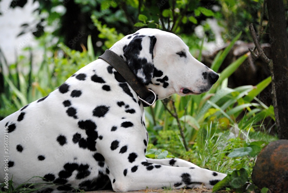 Dalmatien