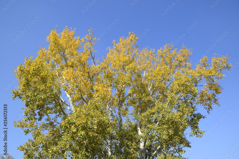 Silver poplar in autumn paint against the blue sky
