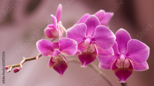 pink Phalaenopsis Orchid flower in winter or spring day tropical garden isolated on white background.