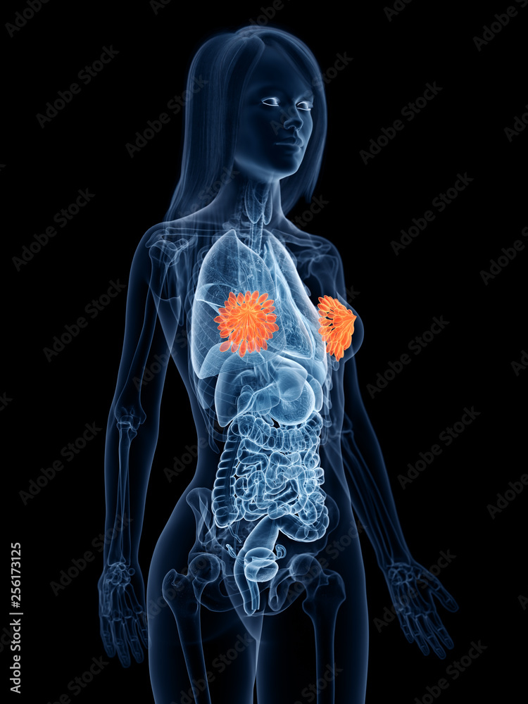 3d rendered medically accurate illustration of a womans mammary glands 3d rendered medically accurate illustration of a womans mammary glands