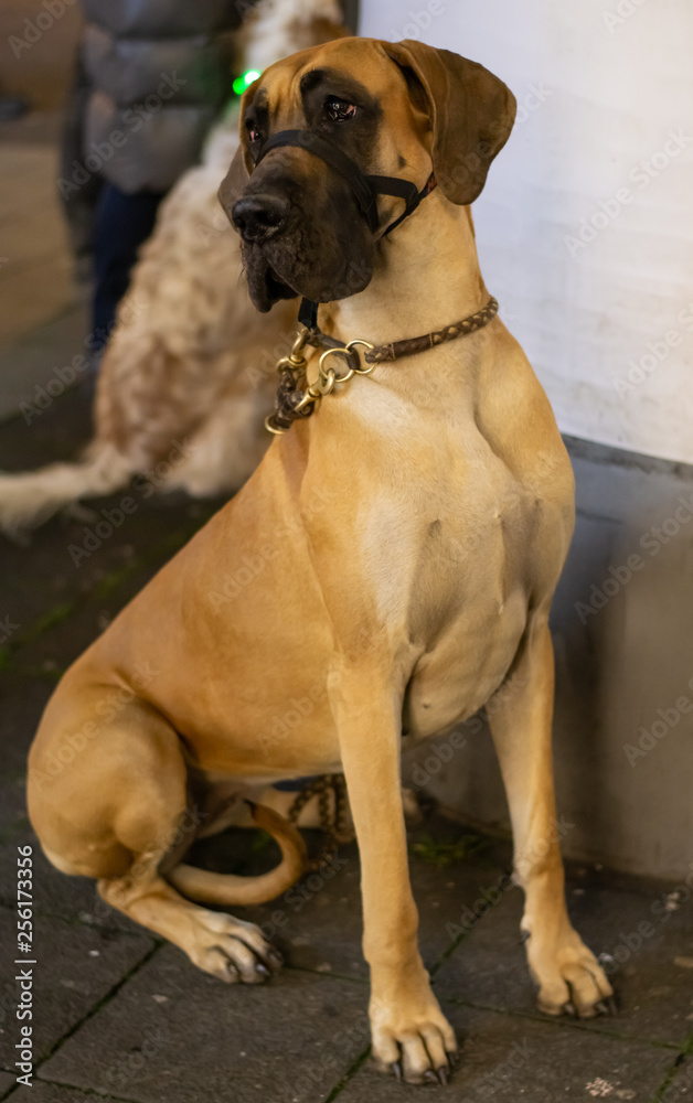 Dog school practices in the shopping area and Great Dane sits next to her mistress