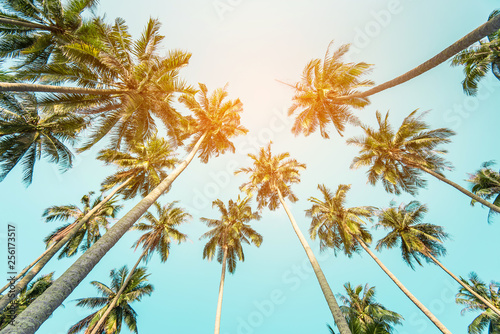 coconut palm tree in seaside, summer vacation to tropical island concept for background. 