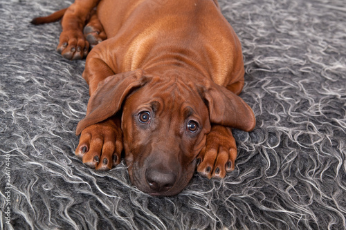 Portrait of a dog breed Rhodesian ridzhbek on a gray shaggy rug © annatronova