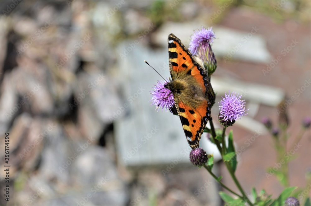 Obraz premium butterfly