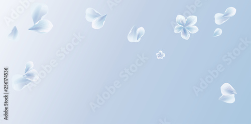 White Blue flying flower and petals isolated on light Blue gradient background. Sakura petals. Vector