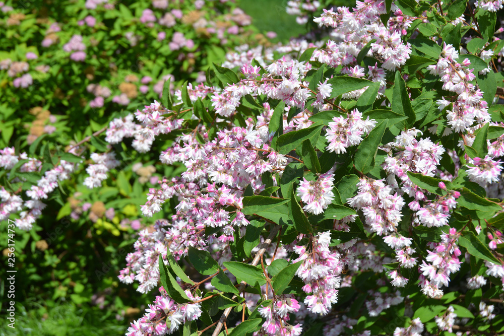 Deutzia bush branches bloom. Blossoming deutzia, deytion rough, or star-shaped flowering bush in the garden