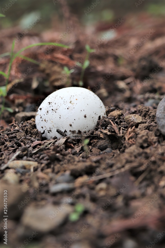 Obraz premium まんまるキノコ（オニフスベ）