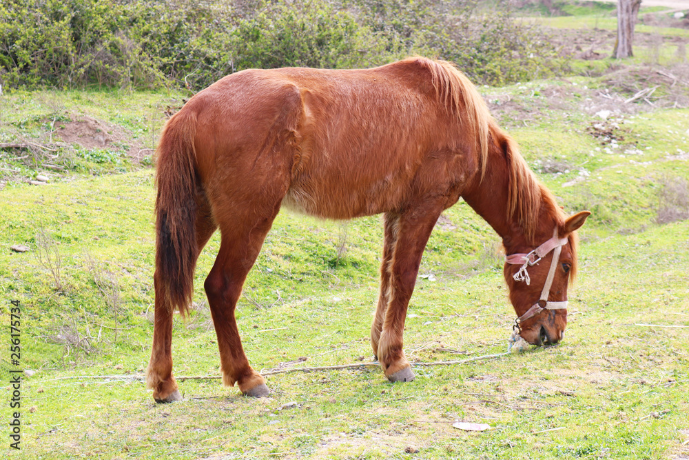 Naklejka premium Horse grazing on green grass