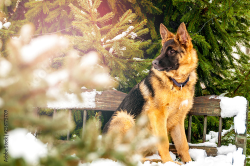 A german shepherd puppy dog sitting on a bench at winter