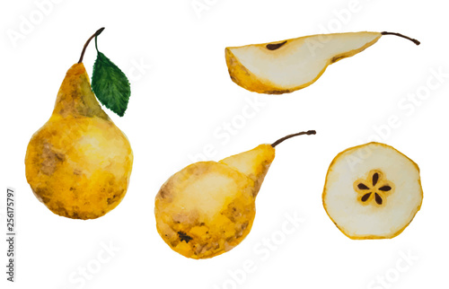 vector set of watercolor hand drawing yellow ripe pears and slices