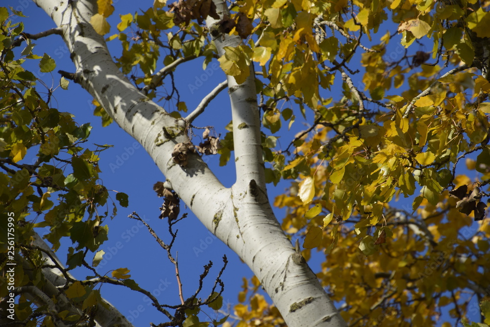 Fototapeta premium Silver poplar in autumn paint against the blue sky