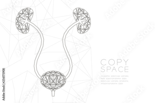 Kidney and bladder shape wireframe polygon silver frame structure, Medical Science Organ concept design illustration isolated on black gradient background with copy space, vector eps 10
