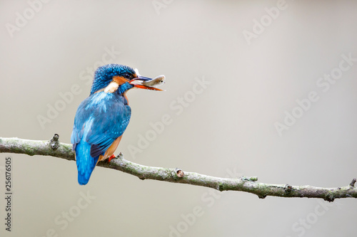 Common kingfisher, Alcedo atthis, perched on the branch