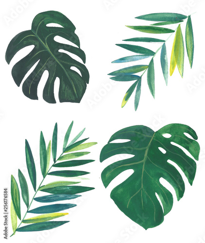 Monstera Illustration