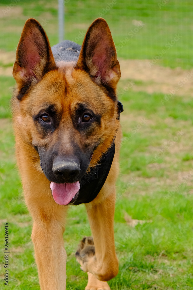 Dog Training Lesson day for a beautiful young German Shepherd Dog. Vicenza, Italy - 17th March 2019 Dog Training Lesson day for a beautiful young German Shepherd Dog. Vicenza, Italy - 17th March 2019