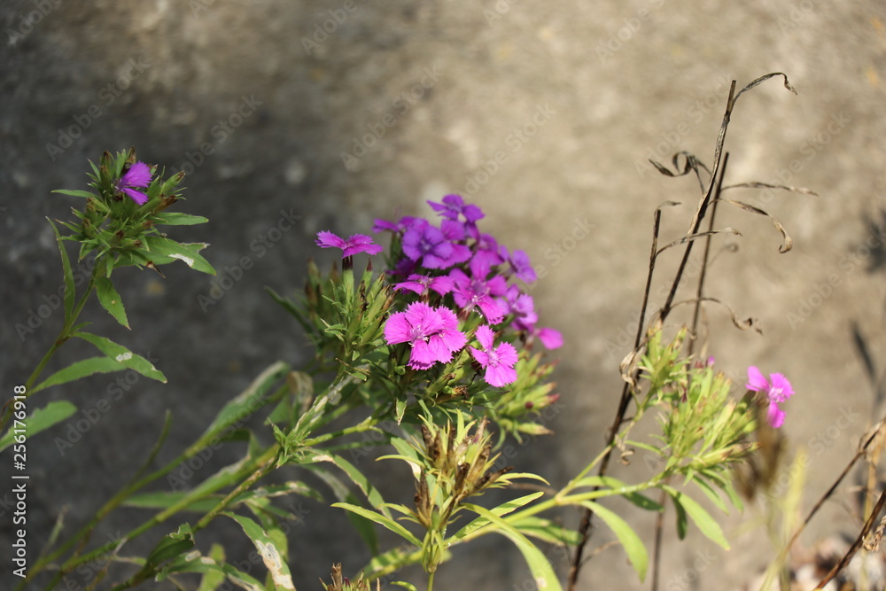 Fototapeta premium 荒地に咲く花・シナノナデヒコ