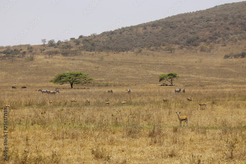 herd of wildebeest in serengeti national park tanzania africa herd of wildebeest in serengeti national park tanzania africa