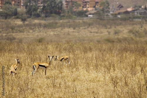 herd of antelopes feeding in park