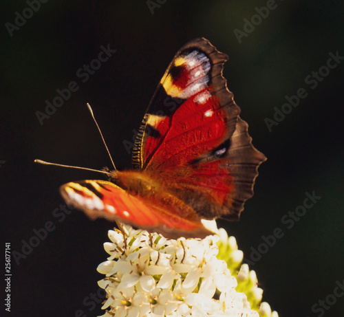 Admiral butterfly on  Lysimachia Clethroides photo