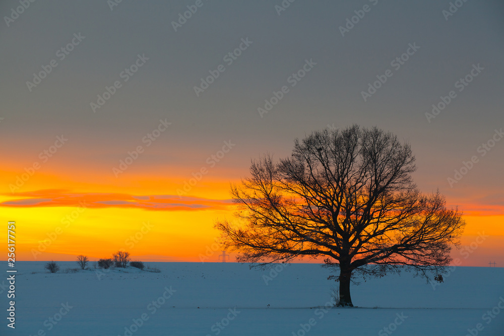 Lonely  tree in dramatic sunrise