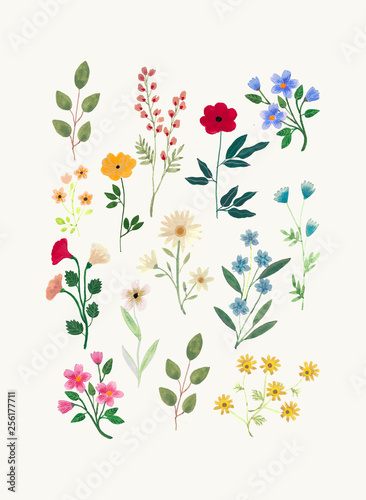 Botanical Illustration painted with Gouache