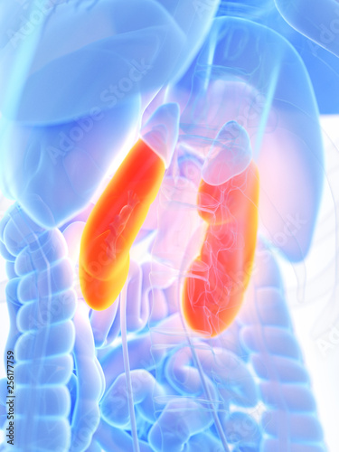 3d rendered medically accurate illustration of a womans kidneys