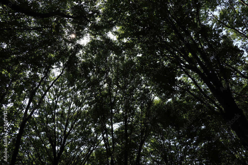 広葉樹林の木漏れ 広葉樹林の木漏れ