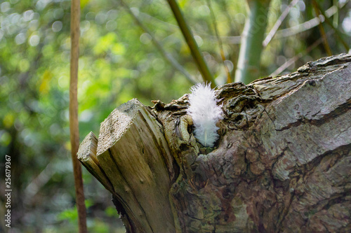 white feather
