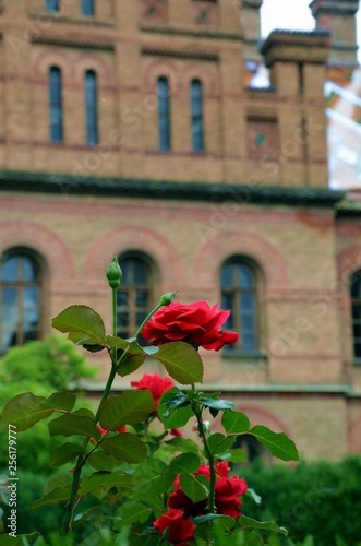 Chernivtsi University: garden of roses
